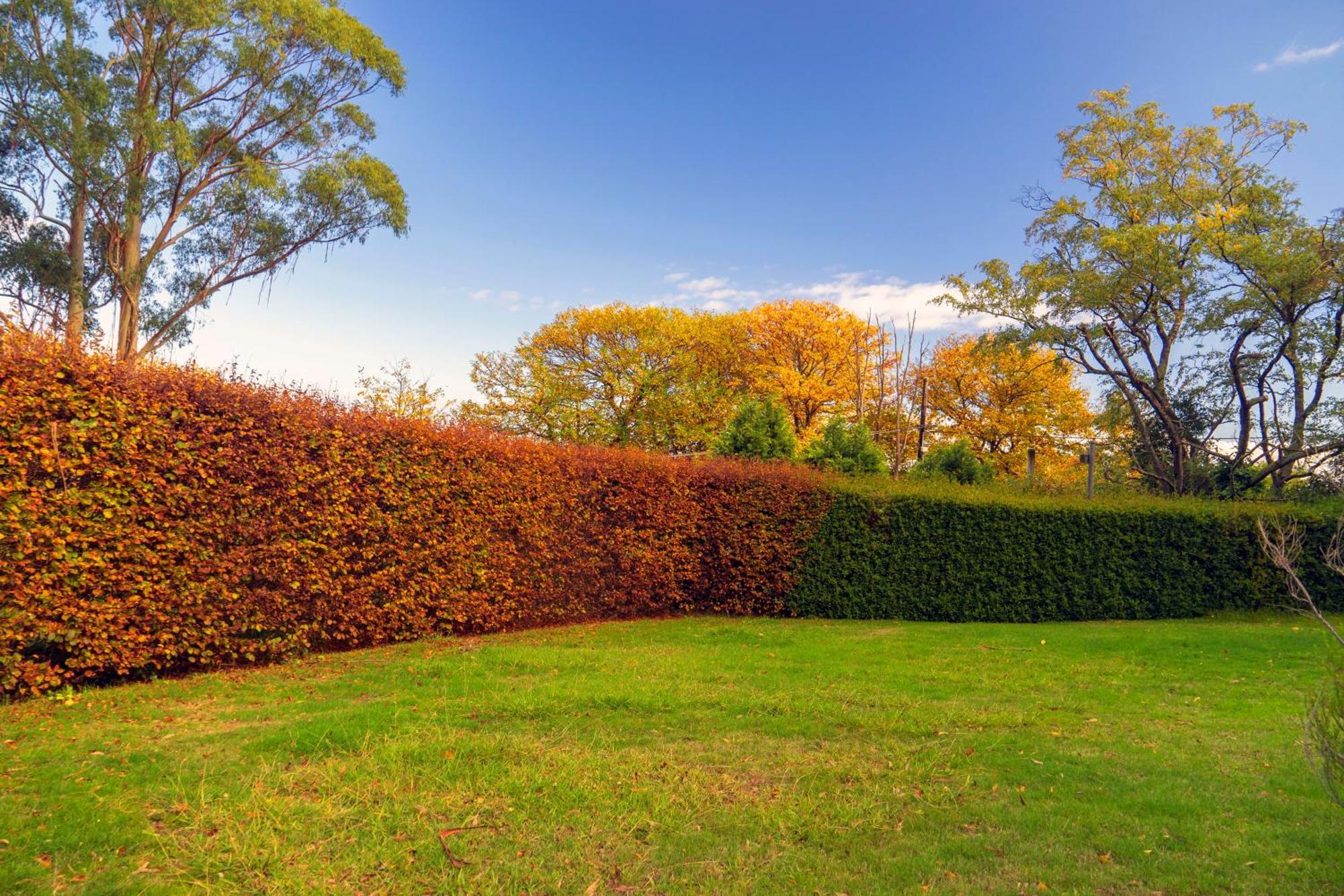 Observatory Cottages Mount Dandenong Esterno foto